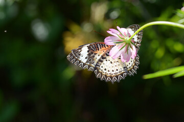beautiful butterfly is on a pink flower