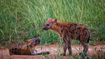 two spotted hyena (Crocuta crocuta) cubs alone in the Murchison Falls National Park, Uganda
