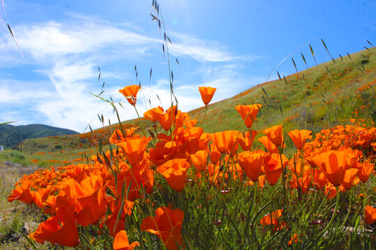 Orange Poppy Field In The Summer