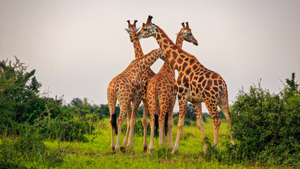 tower of four giraffe standing on the plains of Murchison Falls National Park, Uganda