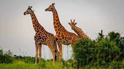 low angle shot of three rothschild giraffe standing in plains of Murchison Falls National Park
