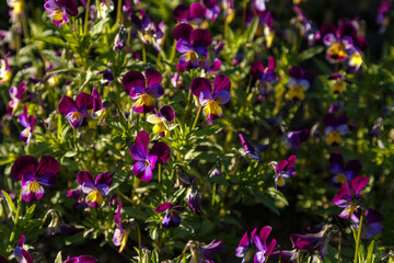 Violet flowers Viola tricolor in the sunlight closeup.
