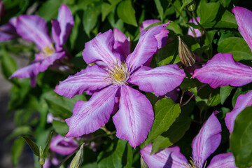 Beautiful purple clematis flowers on a bright sunny day.