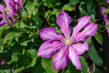 Beautiful purple clematis flowers on a bright sunny day.