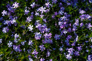 Beautiful pink and purple Phlox awl-shaped flowers on a sunny day close-up. Phlox subulata