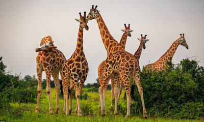 tower of six giraffe standing on the plains of Murchison Falls National Park, Uganda