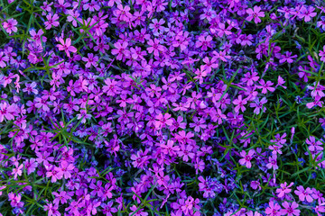 Beautiful pink and purple Phlox awl-shaped flowers on a sunny day close-up. Phlox subulata
