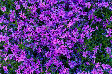 Beautiful pink and purple Phlox awl-shaped flowers on a sunny day close-up. Phlox subulata