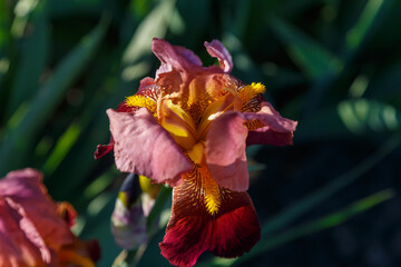 Beautiful iris flowers on a bright sunny day close-up.