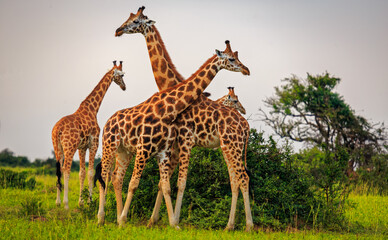 four giraffe forming a tower and standing  on the plains of Murchison Falls National Park, Uganda