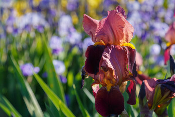 Beautiful iris flowers on a bright sunny day close-up.