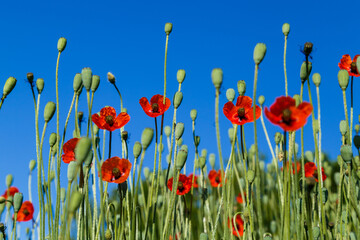 Beautiful red field poppy flowers on a bright sunny day.