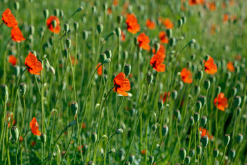 Beautiful red field poppy flowers on a bright sunny day.