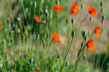 Beautiful red field poppy flowers on a bright sunny day.