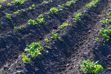 young shoots of potatoes in a field of a bed