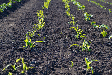 young shoots of corn in a field of a bed