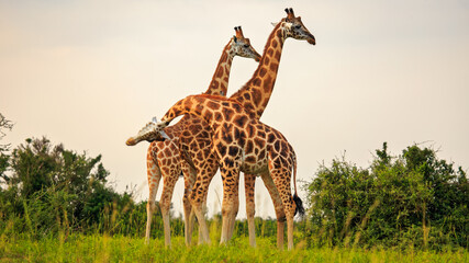 necking Rothschild Giraffe (Giraffa camelopardis rothschildi), the form of social interaction. In...