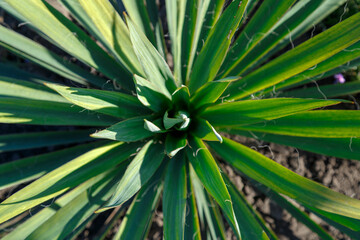 Evergreen Yucca. View from above. Geometric pattern.