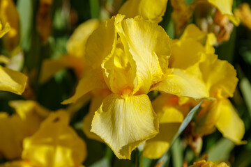 Beautiful yellow perennial iris flower close-up in the garden.