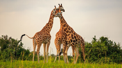 low angle view of tower of three giraffe in plains of Murchison Falls National Park