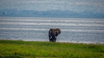 a male African bush elephant foraging for food and water, early morning near Lake Albert Delta in Uganda