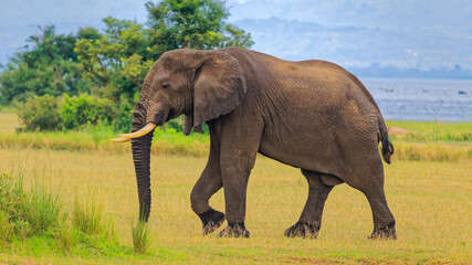 Side view portrait of African Bush Elephant showing its concave back, a distintive feature of African Elephants.