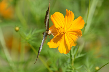 beautiful butterfly is on a yellow flower