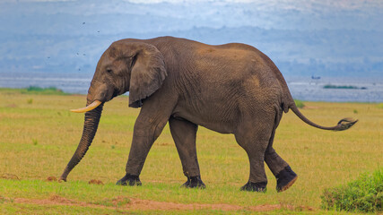 Fototapeta na wymiar Beautiful eye level portrait of African Savanna elephant sniffing the ground against blurred background.