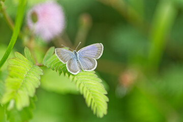 white butterfly is on a leaf 