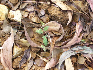 dry leaves background