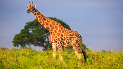 Beautifully lit by golden hour light, portrait of Rothschild Giraffe. Low angle view in Murchison...