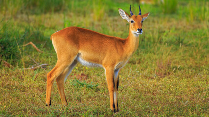 Beautiful Oribi standing in savanna grassland of Murchison Falls.