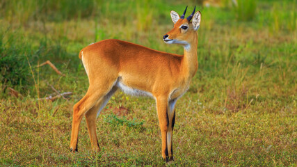 a cute male Oribi looking away in the plains of Murchison Falls National Park, Uganda, Africa