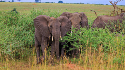 Cow and Baby African Bush Elephants standing in plains of Murchison Falls National Park
