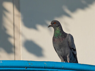 A perching Common Pigeon (Columba livia) also known as a Rock Dove.