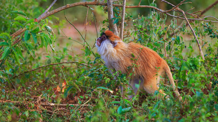 Patas monkey gazing for some delicacy in the shrubs