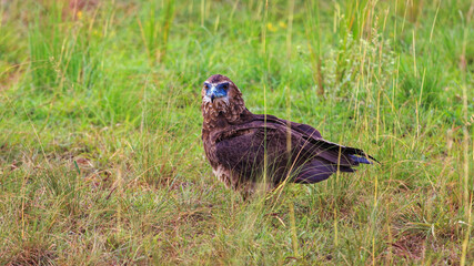 Martial Eagle (Polemaetus bellicosus) foraging in plains of Murchison Falls National Park, Uganda