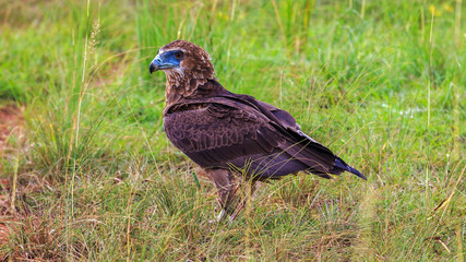 Portrait of a beautiful martial eagle, the largest of the eagle family in africa. Eye level side view in Murchison Falls National Park, Uganda.
