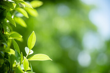 Amazing nature view of green leaf on blurred greenery background in garden and sunlight with copy space using as background natural green plants landscape, ecology, fresh wallpaper concept.