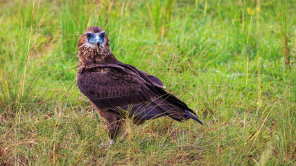 Full length portrait of marshall eagle perched on the savanna grass in Murchison Falls National Park, Uganda. Eye level view. Looking at camera.