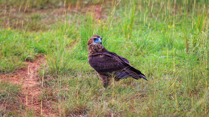 Full length portrait of martial hawk eagle perched on the savanna grass in Murchison Falls National Park, Uganda.
