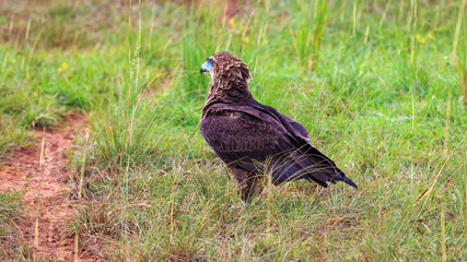 Portrait of martial eagle looking for prey in savanna plains of Murchison Falls National Park, Uganda