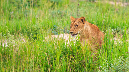 Portrait of Lioness in the wild in the green savanna grass of Muchison Falls National Park, Uganda, Africa	