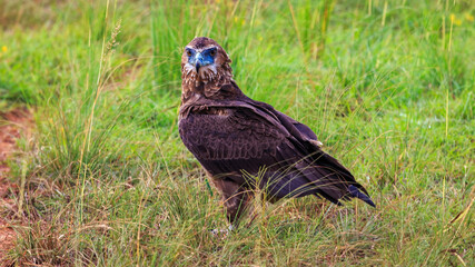 Extreme close up view of martial eagle looking at the camera. Perched on the savanna grass in Murchison Falls National Park, Uganda.