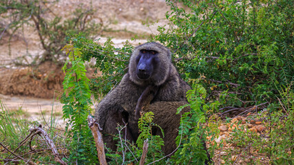 Close up of an olive baboon sitting near dirt road side in Murchison Falls National Park, Uganda, East Africa.