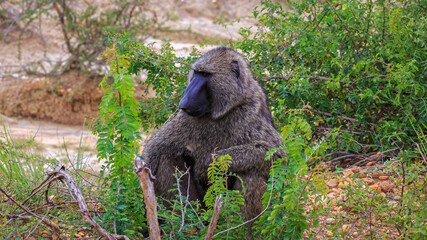 Close up view of Olive Baboon sits on rocks by roadside in Murchison Falls National Park, Uganda