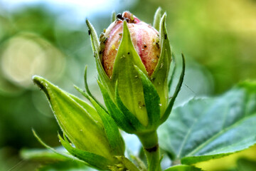 bud of a flower