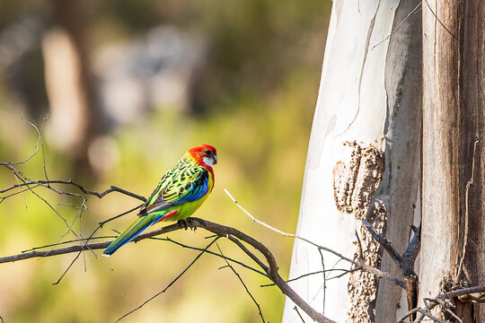The Eastern Rosella (Platycercus eximius) is especially vividly coloured — red and yellow and blue and green and black.