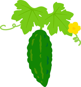 ゴーヤの蔓 の画像 537 件の Stock 写真 ベクターおよびビデオ Adobe Stock