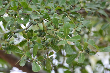 green leaf on a tree branch 